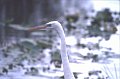 Reiger2