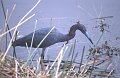 Reiger3