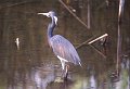 Reiger4