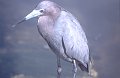 Reiger5