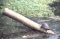 Schildpad2