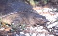 Schildpad3