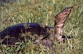 Schildpad4