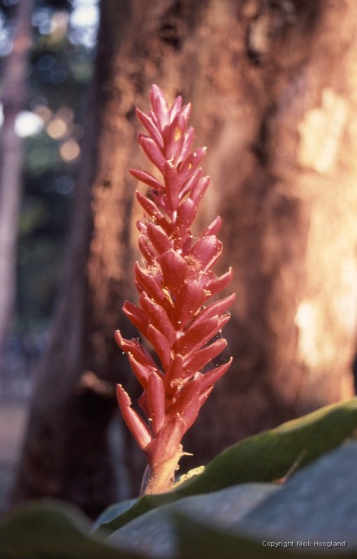 Bloem3.jpg