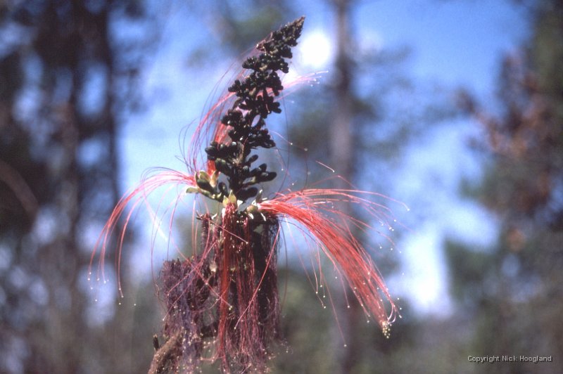 Bloem4.jpg