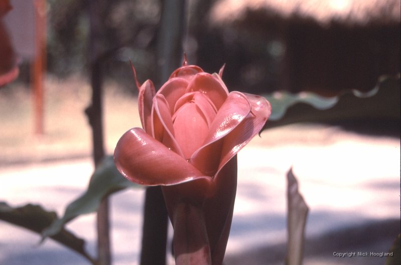 Bloem6.jpg