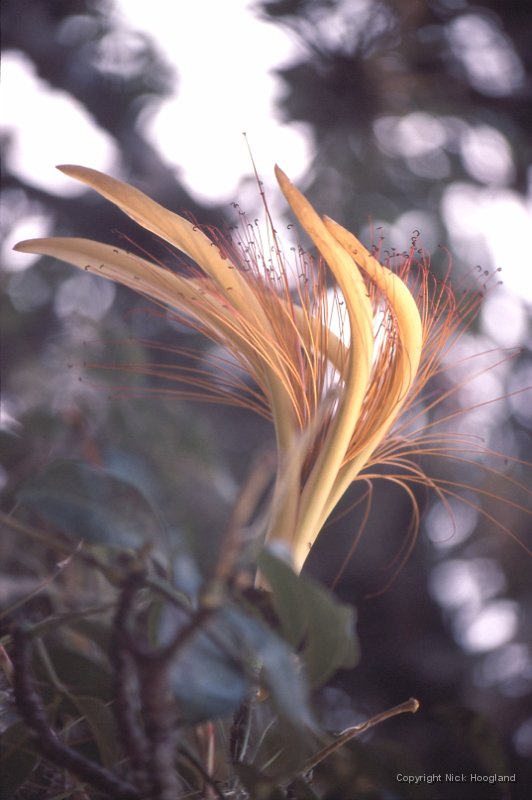 Bloem7.jpg