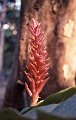 Bloem3