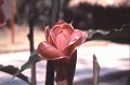 Bloem6