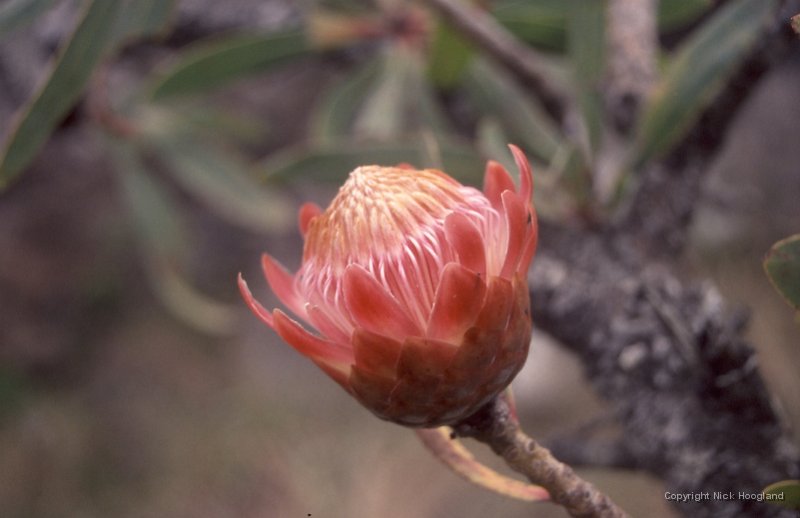 Bloem17.jpg