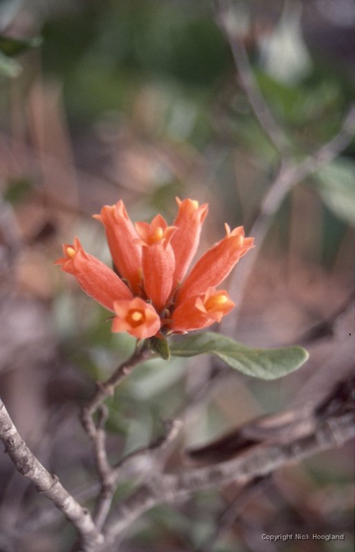 Bloem19.jpg