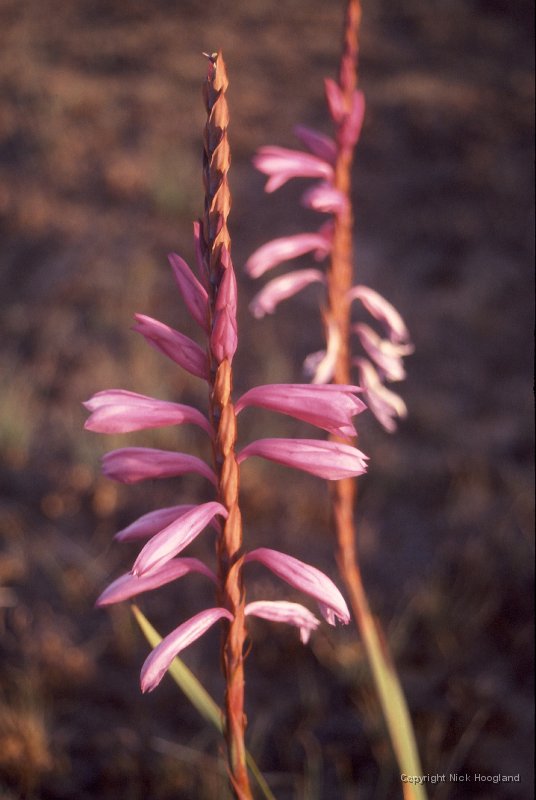 Bloem2.jpg