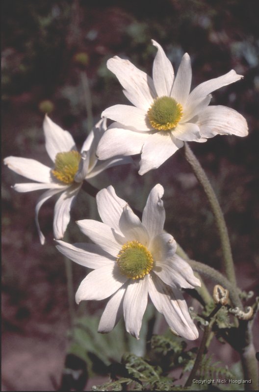 Bloem23.jpg