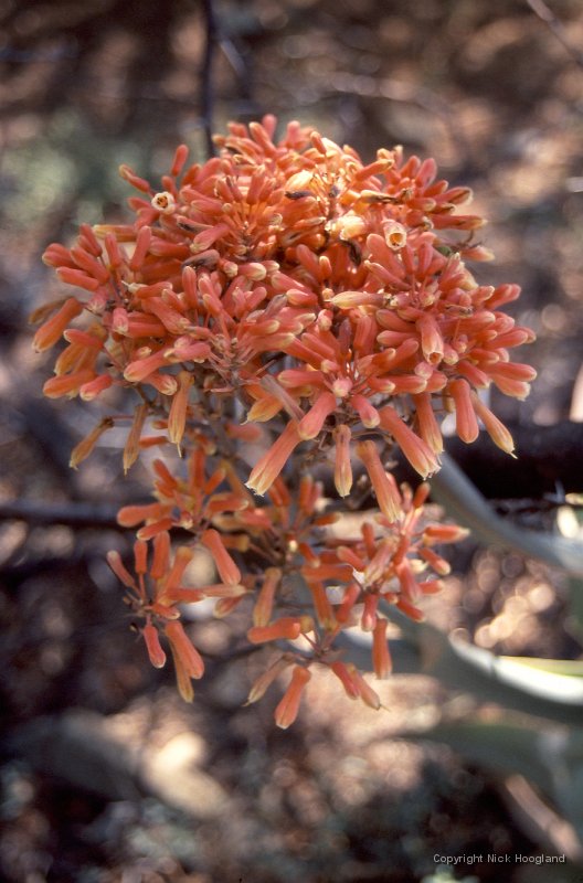 Bloem25.jpg