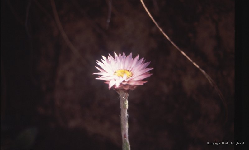 Bloem4.jpg