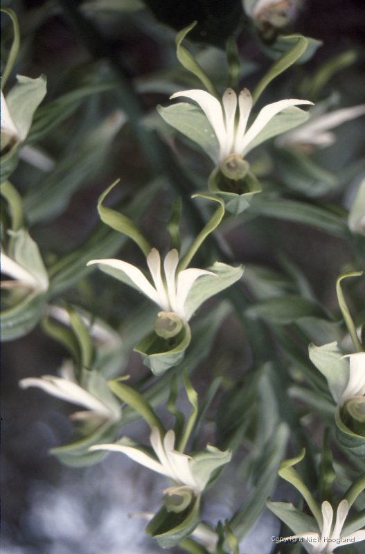 Bloem7.jpg