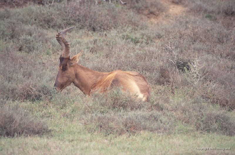 Hartebeest1.jpg
