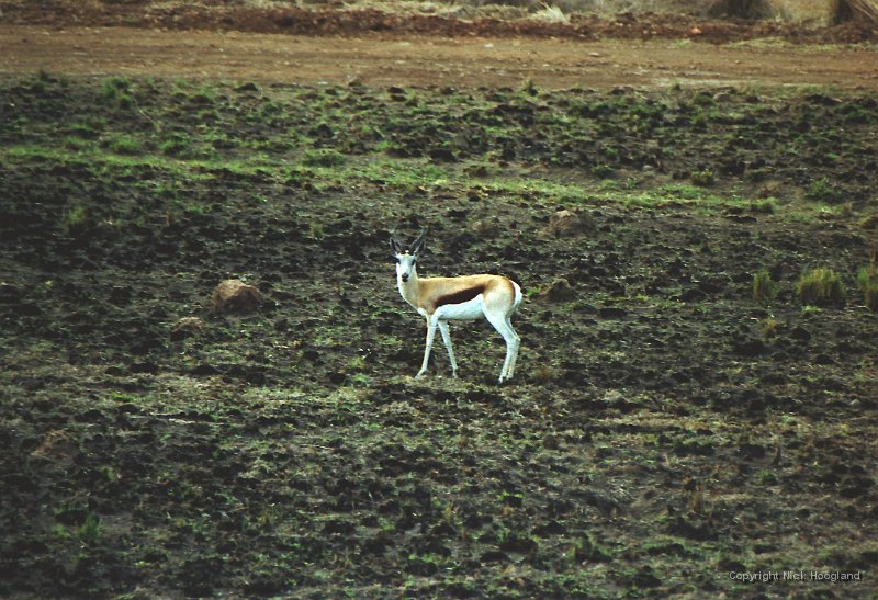 Impala5.jpg