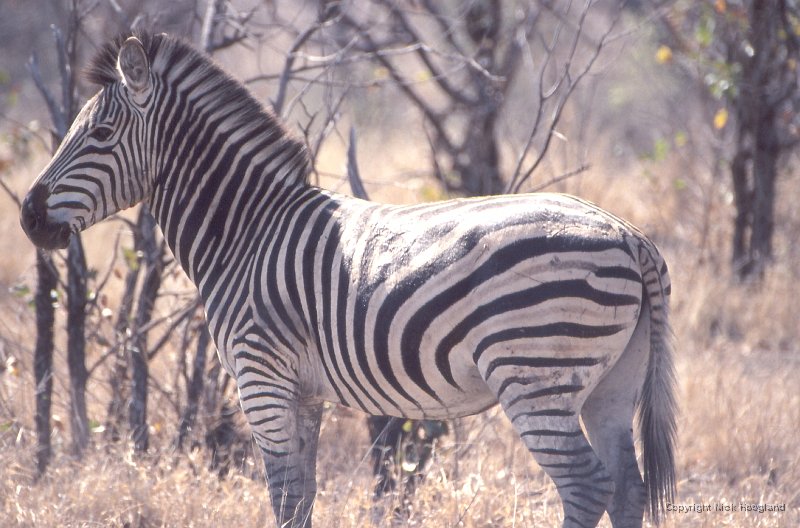 Zebra1.jpg