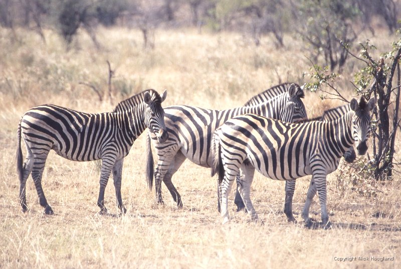 Zebras3.jpg