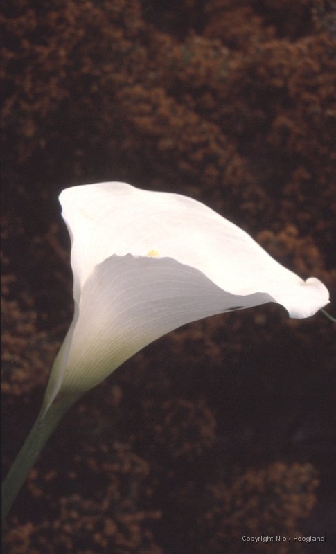 bloem5.jpg