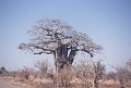 Baobab1