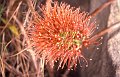 Bloem22