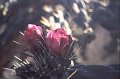 Bloem8