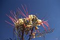 Bloem9
