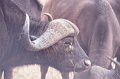 Buffel1