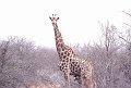 Giraffe1
