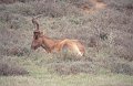 Hartebeest1