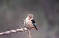IJsvogel1