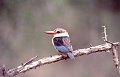 IJsvogel2