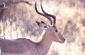 Impala1