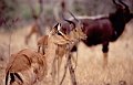 Impala2