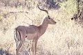 Impala3