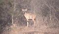 Kudu1