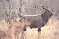 Nyala1