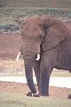 Olifant4