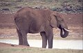 Olifant5