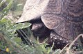 Schildpad1