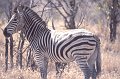 Zebra1