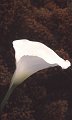 bloem5