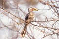 hornbill1