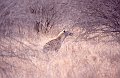 hyena1