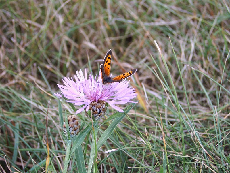 IMG00034.jpg