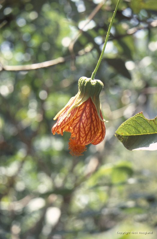 Bloem15.jpg