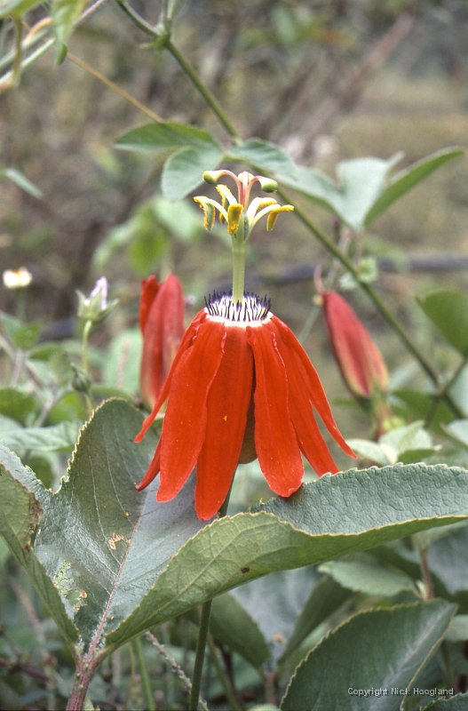 Bloem16.jpg