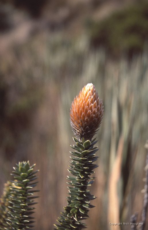 Bloem19.jpg